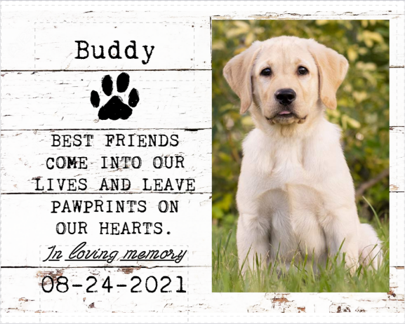 Pet Supplies